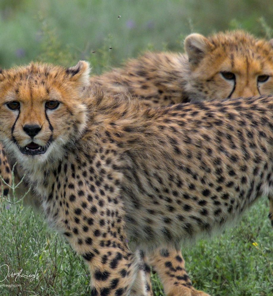 Two cheetah cubs look at the camera