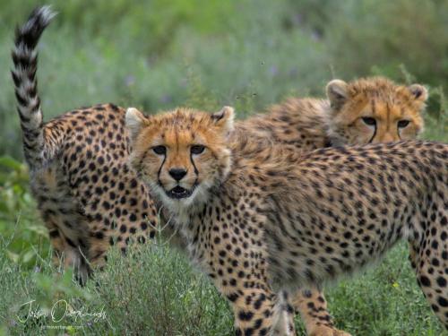 Cheetah Cubs