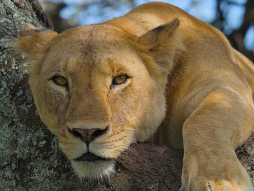 A lioness relaxes in the shade of a tree