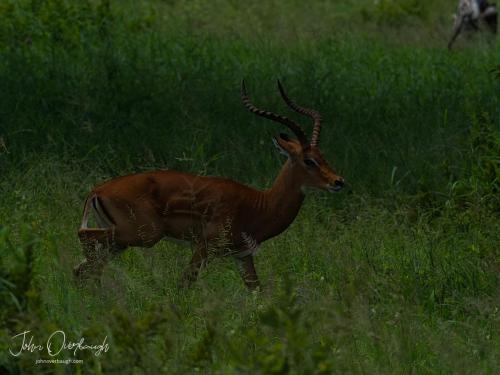 Impala