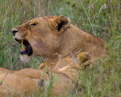 A lioness growls
