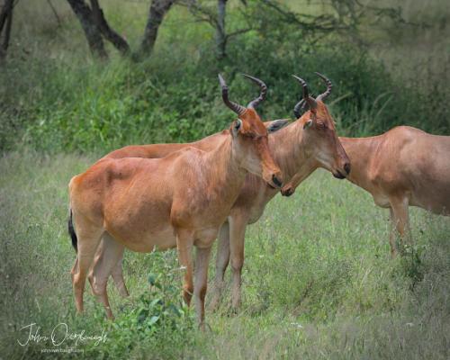 Hartebeest