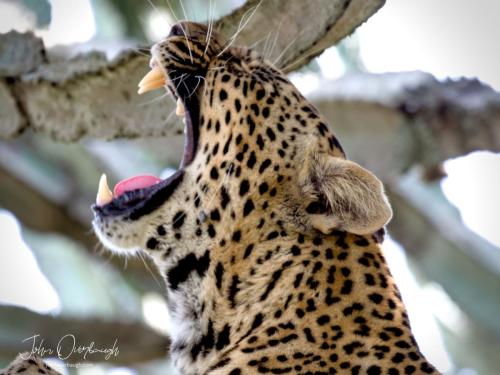 The Yawn